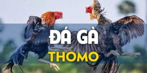 Đá gà Thomo 67 - Chơi cá cược thả ga, thưởng không giới hạn